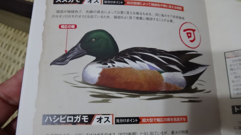 イメージ 13