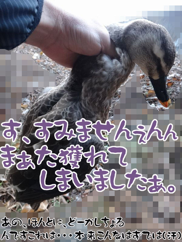 イメージ 3