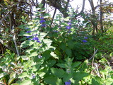 DSCN0096