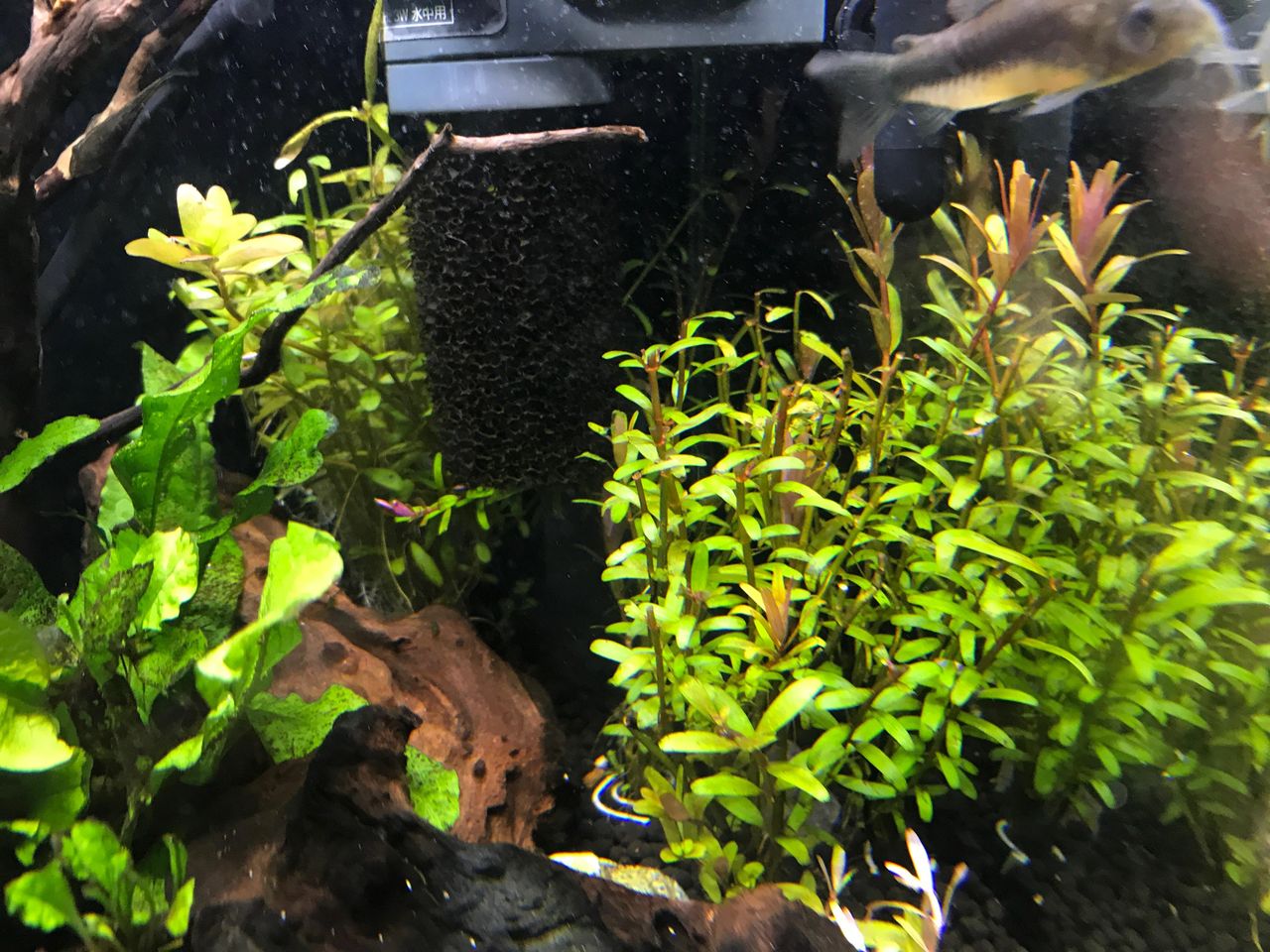 水草の悩み ごんの超初心者アクアリウム日記 水草の悩み ごんの超初心者アクアリウム日記