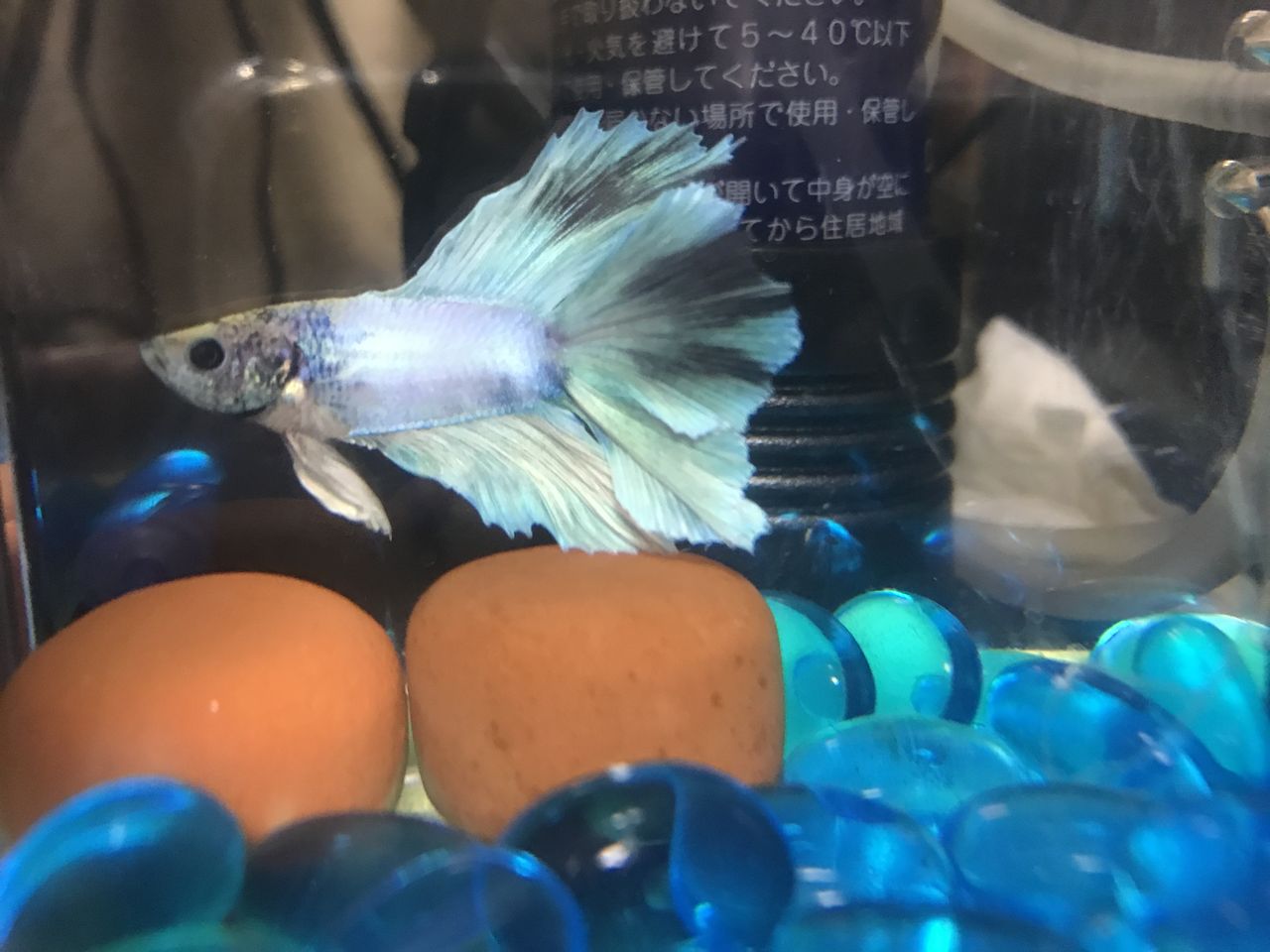 ベタ紹介その2 ごんの超初心者アクアリウム日記 ベタ紹介その2 ごんの超初心者アクアリウム日記