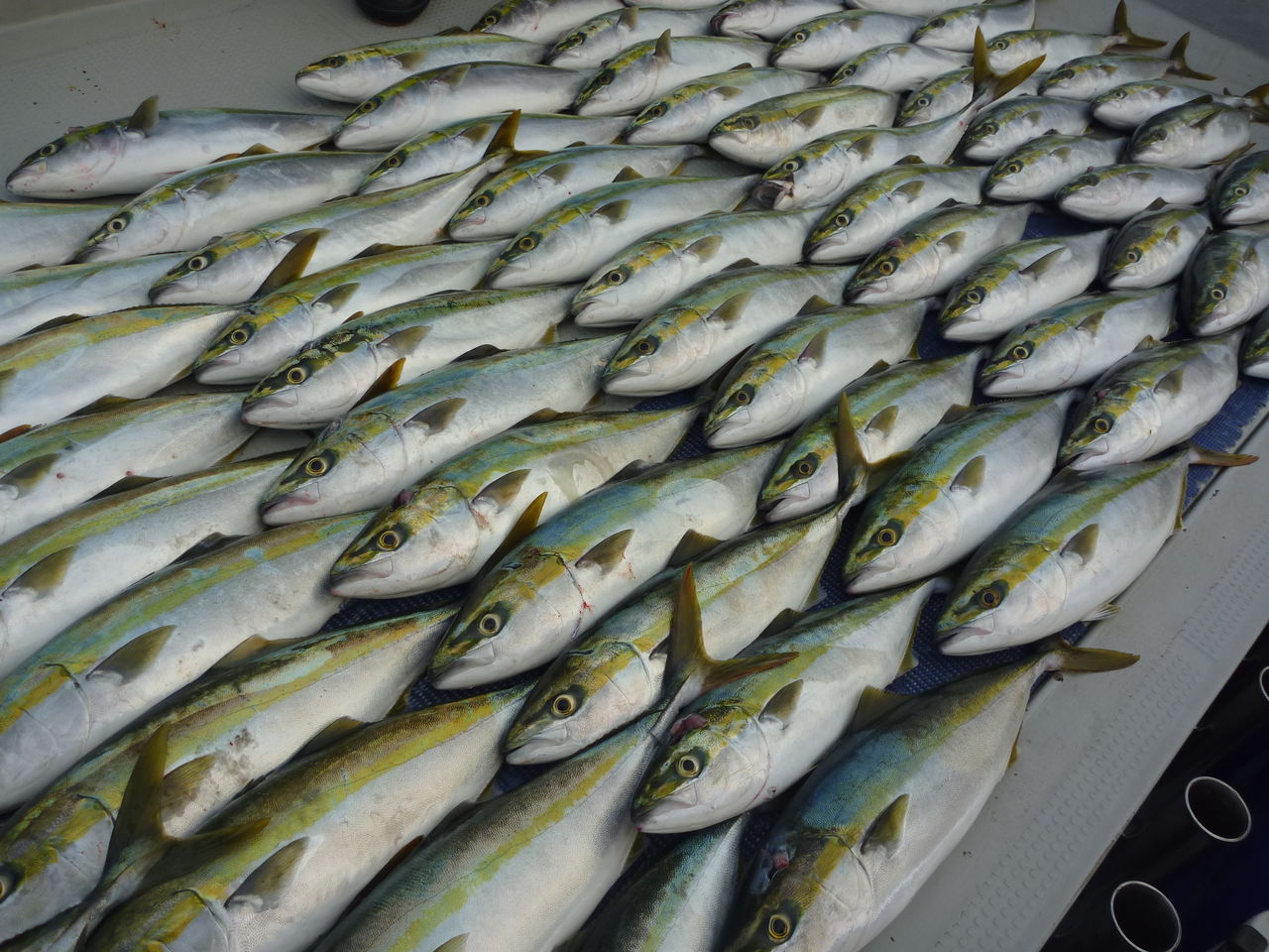 ヤズ ヤズ ヤズ 釣りキチ三平太ジギング日記ｉｎ松山