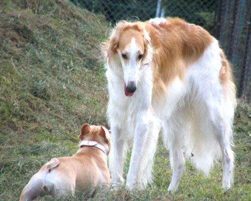 ぶっこみの拓 犬 ぶっこみの拓 犬