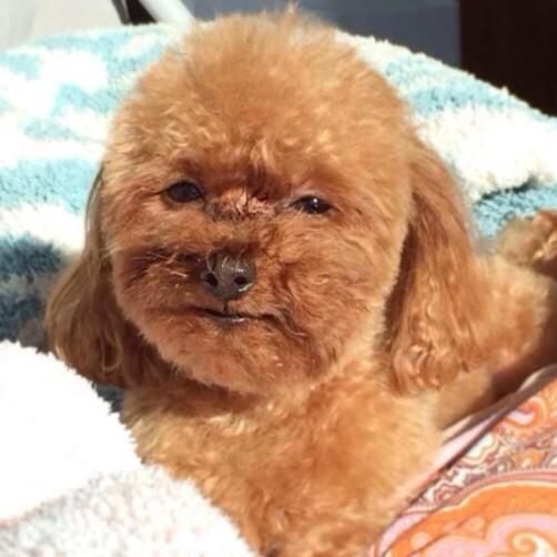 人間みたいな顔した犬ｗｗｗｗｗｗｗｗｗｗｗｗｗｗ グッジョブ