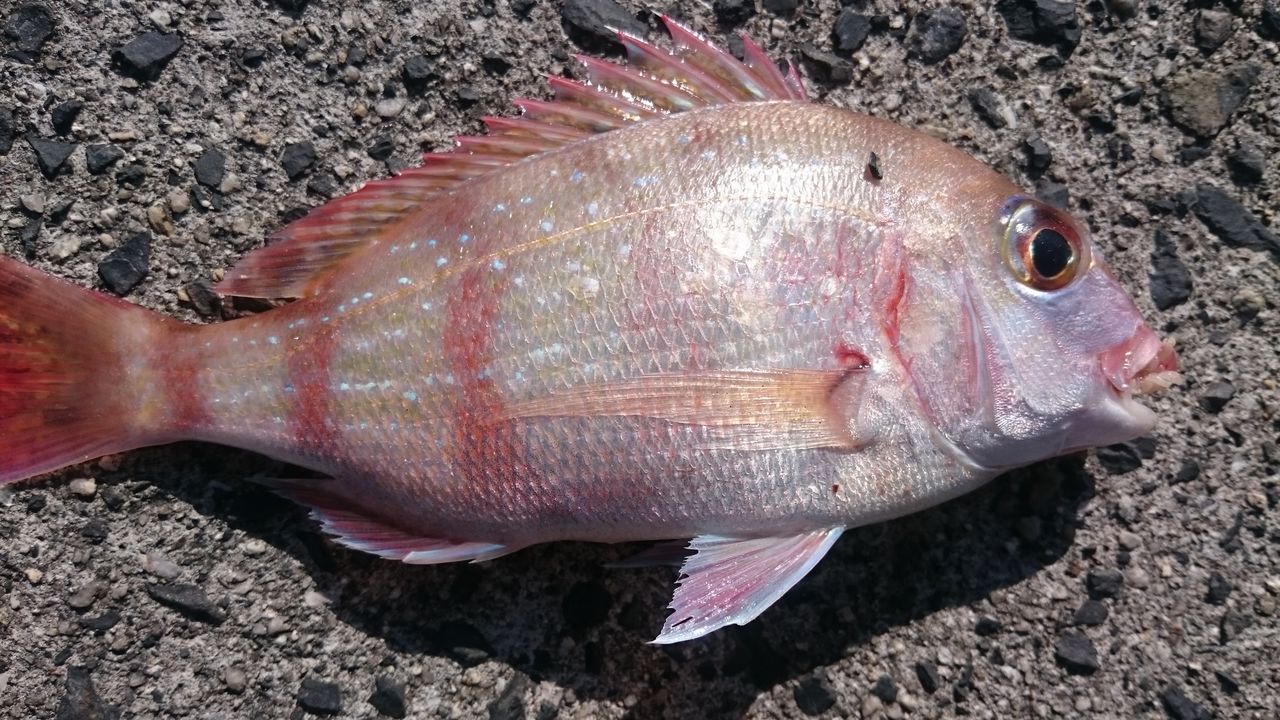 お祭り休暇の釣り事情 やっとスズキ フッコ が ピタットハウス新居浜店グッド不動産の一味ブログ お祭り休暇の釣り事情 やっとスズキ フッコ が ピタットハウス新居浜店グッド不動産の一味ブログ