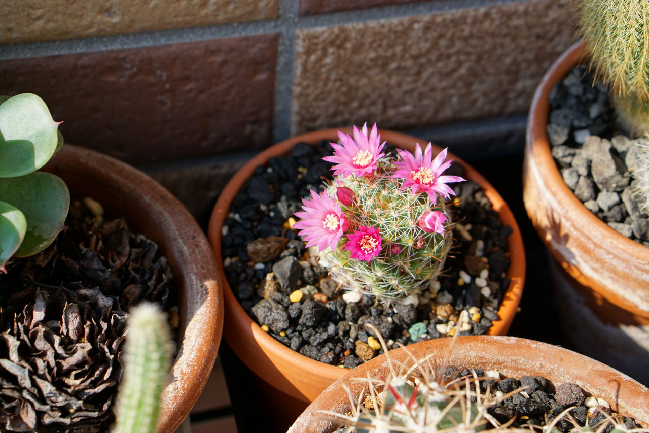ベランダサボテンが花盛り 万事機嫌良く