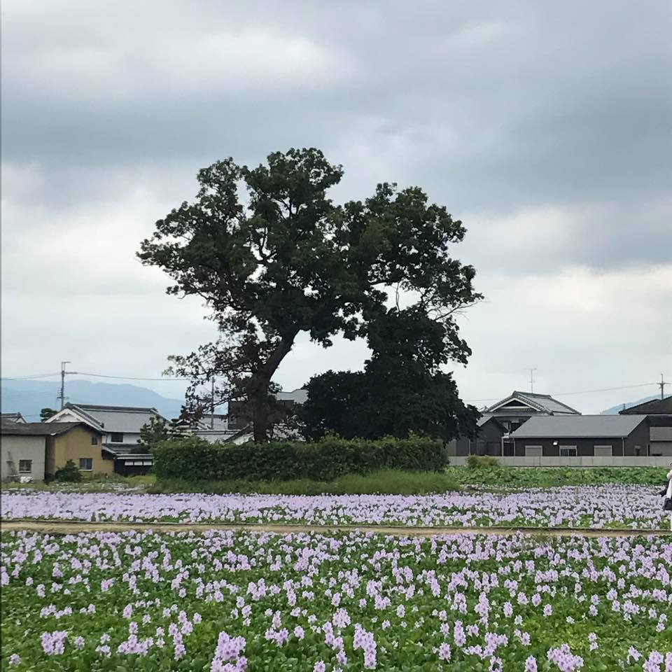 いにしえの郷 奈良のお花畑 ホテイアオイと蕎麦の花 るっこらのｆｂより センセ 家では大型犬