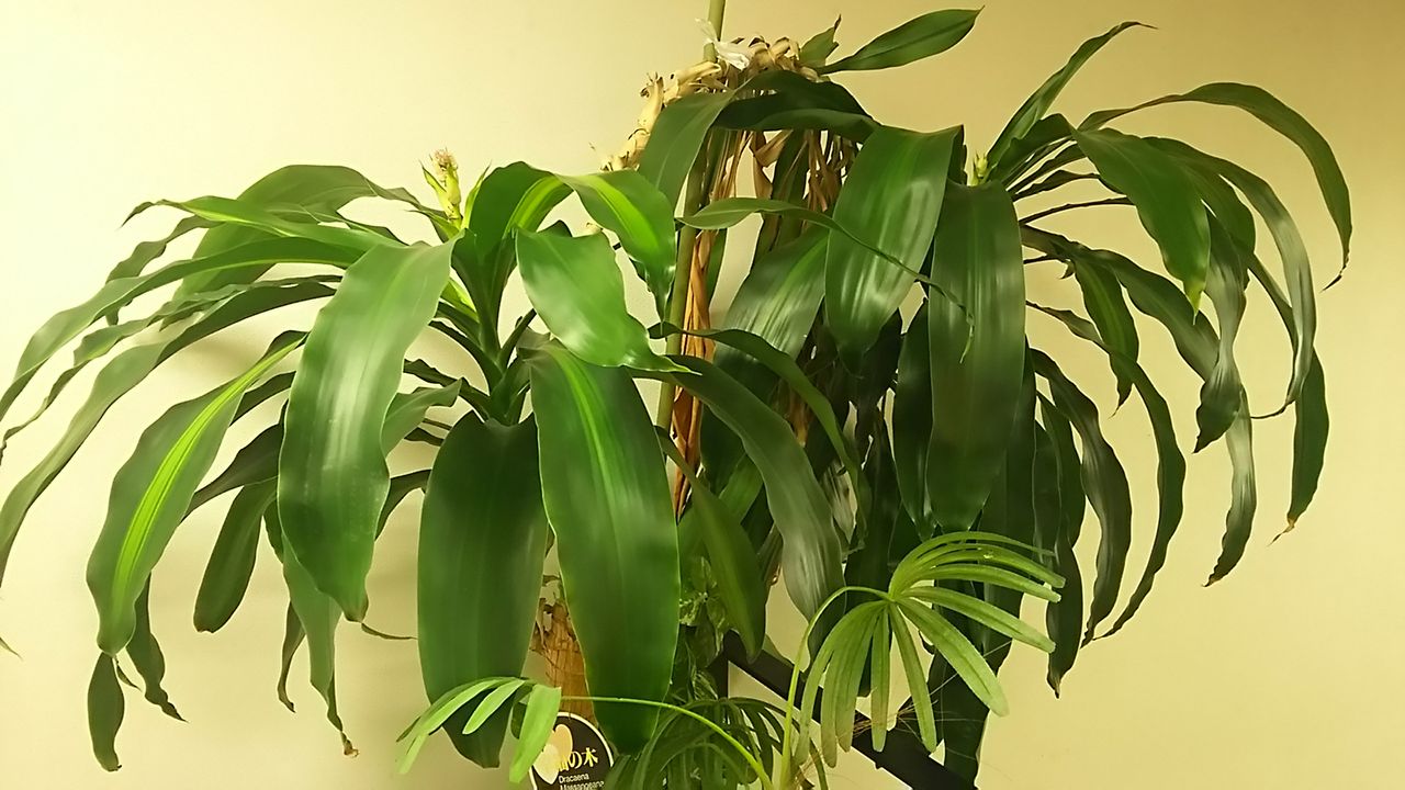 幸福の木の蕾 大きくなりました Goodeyeのblog 幸福の木の蕾 大きくなりました Goodeyeのblog
