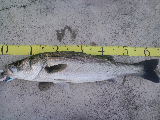 CA3C00250001