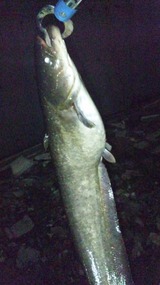 オイカワさん２