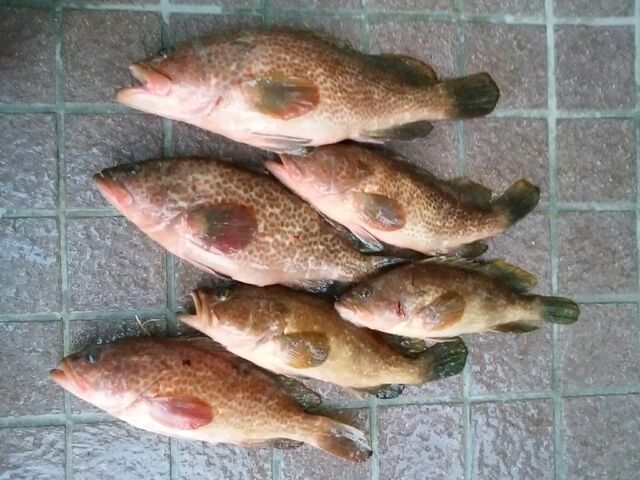 第二藤義丸で食材調達！ : イッちゃんの釣り日誌