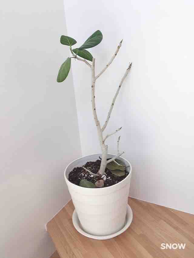 観葉植物に変化がありました いい家に住みたい 観葉植物に変化がありました いい家に住みたい