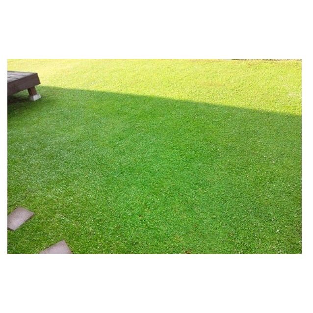 外構 芝生に代わる緑の絨毯 いい家に住みたい