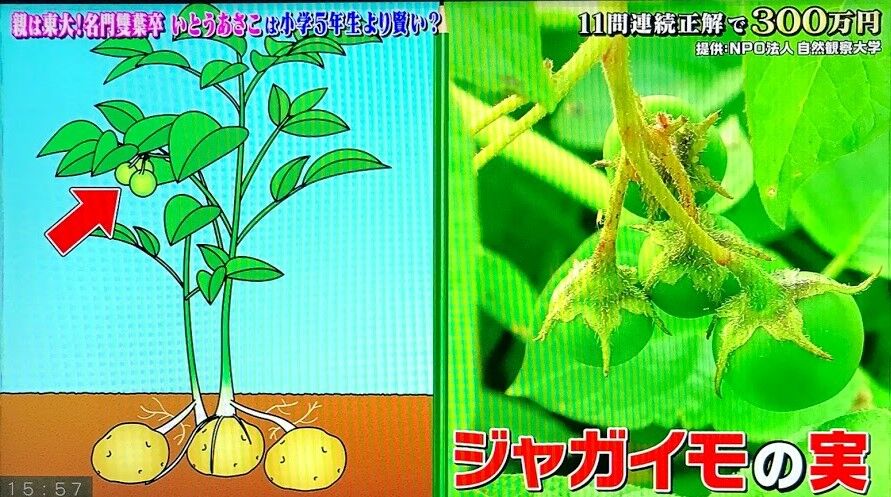 解答 クイズ あなたは小学5年生より賢いの 11 15 その２ アッキーのブログです 34歳です Akb34