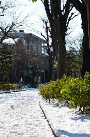 雪が