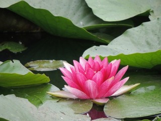7つ