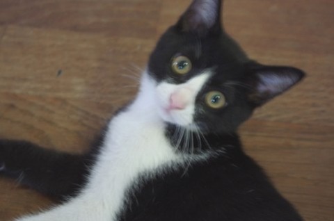 ッ