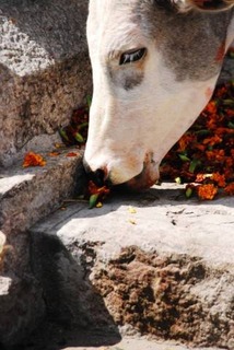 インド
