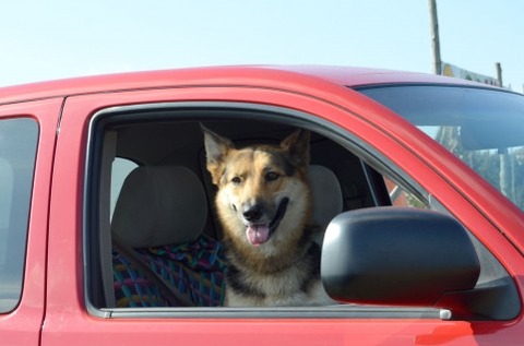 犬欲しい