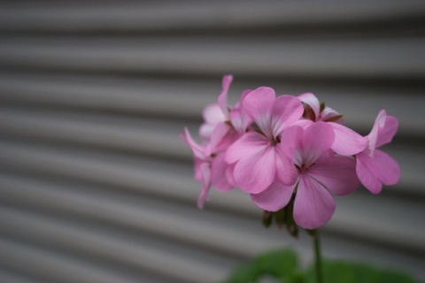 テナント