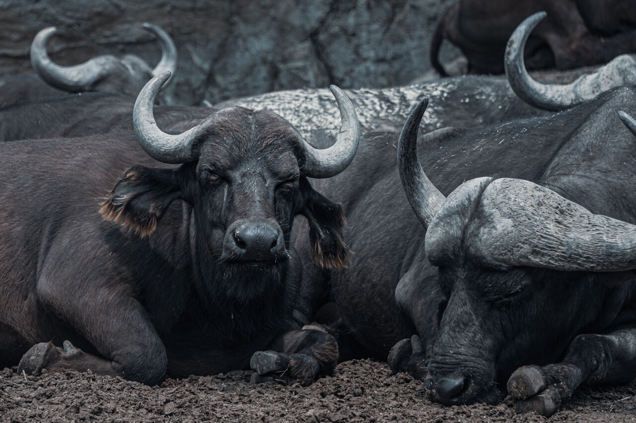 寝るときはエアコンつける Goodlife Goodscene