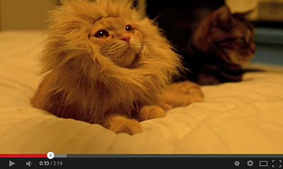 youtube動画のライオンの画像