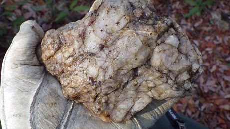 石になる地のふしぎ 金鉱石探し 石になる地のふしぎ 金鉱石探し