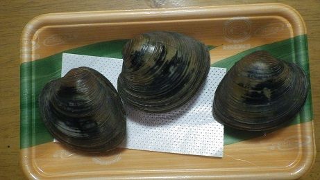 美之主貝