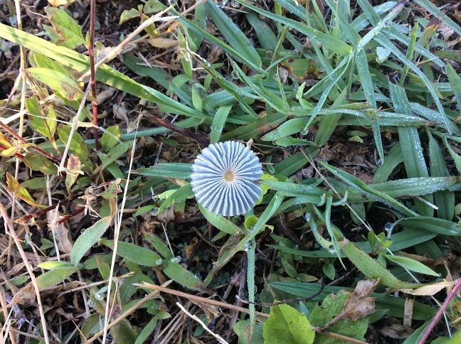 石になる地のふしぎ 菊の御紋のようなキノコ