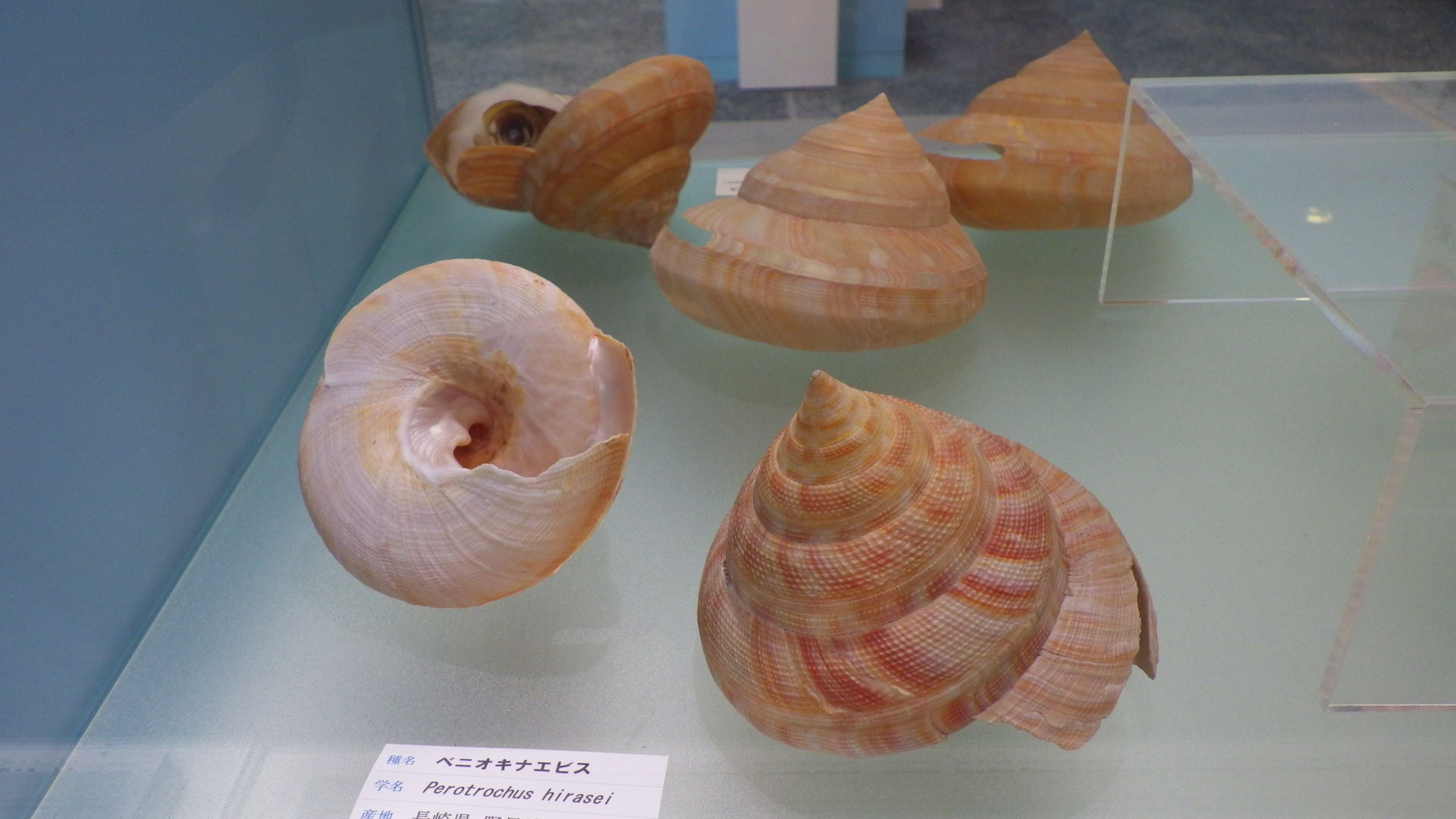 現生のエビスガイ : 石になる地のふしぎ