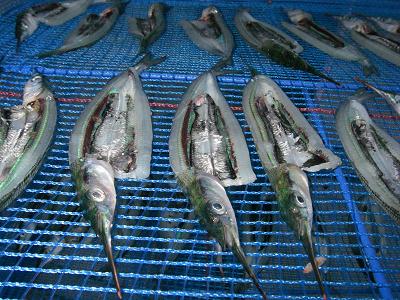 石になる地のふしぎ サヨリの干物