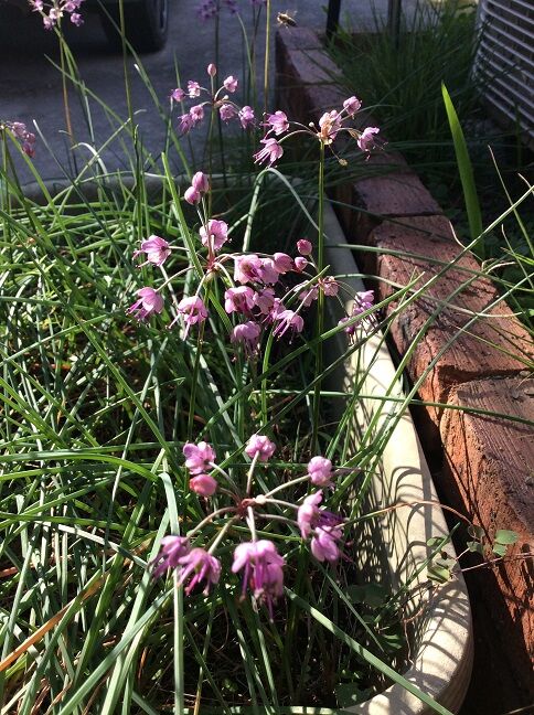 石になる地のふしぎ 島らっきょの花 石になる地のふしぎ 島らっきょの花