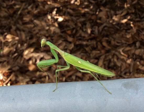 石になる地のふしぎ 小さいカマキリ