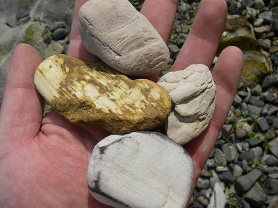 小豆島 化石探索 : 石になる地のふしぎ
