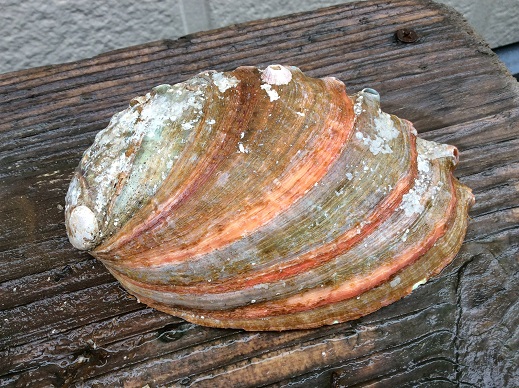 石になる地のふしぎ あわび 石になる地のふしぎ あわび