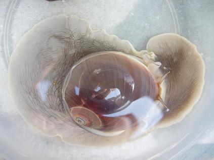石になる地のふしぎ 新舞子の貝 ツメタガイ 石になる地のふしぎ 新舞子の貝 ツメタガイ