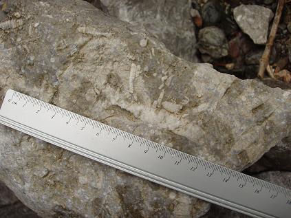 日南石灰岩で見た化石 その1 ウミユリ : 石になる地のふしぎ