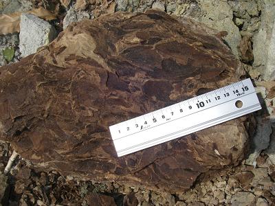 小豆島 化石探索 : 石になる地のふしぎ