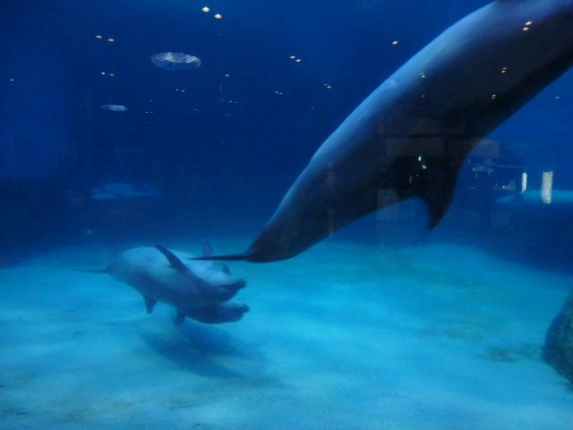 夜の水族館 Cafe Good Old Time