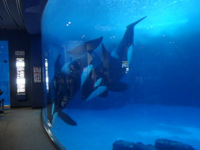 夜の水族館 Cafe Good Old Time