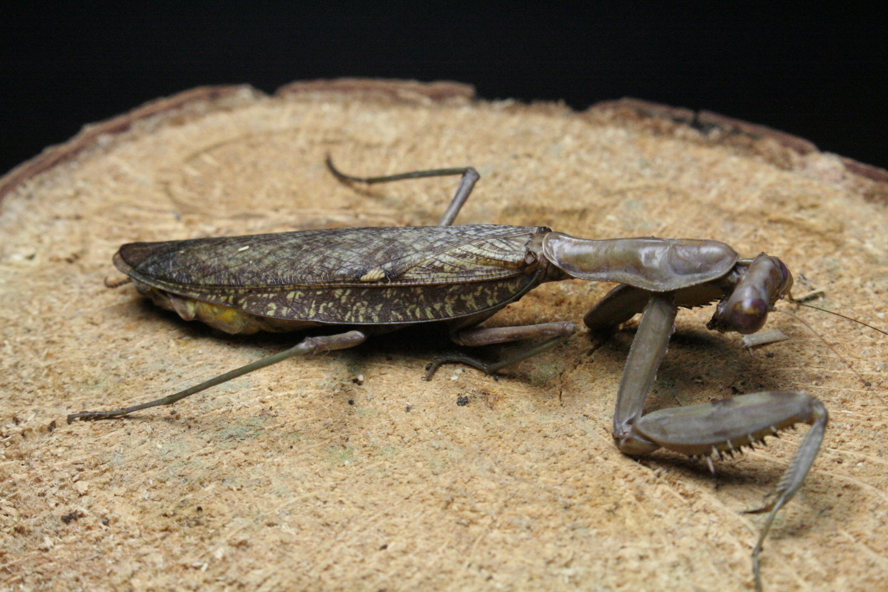２０１８年 最後のカマキリ ハリガネムシ採集 Goodsonjpのブログ