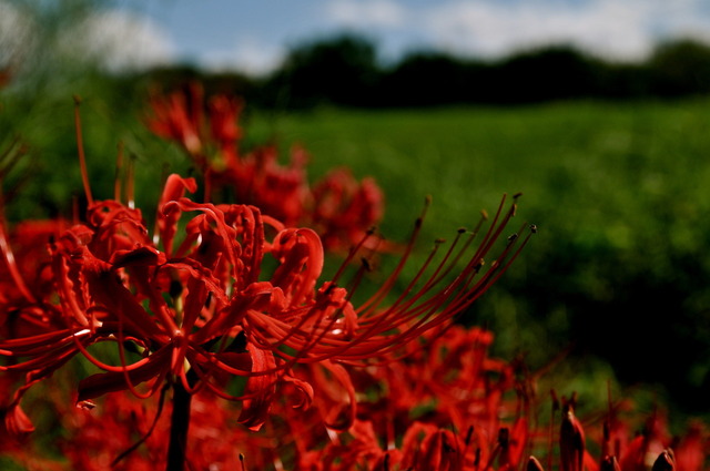 DSC_1421