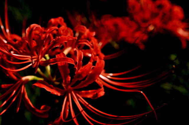 DSC_1409