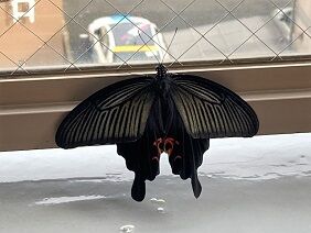 071520 蝶