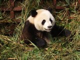 070707 panda4