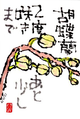 040521 蘭蕾