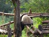 070707 panda3