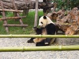 070707 panda2