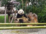 070707 panda1