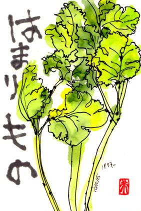 101015 パクチー